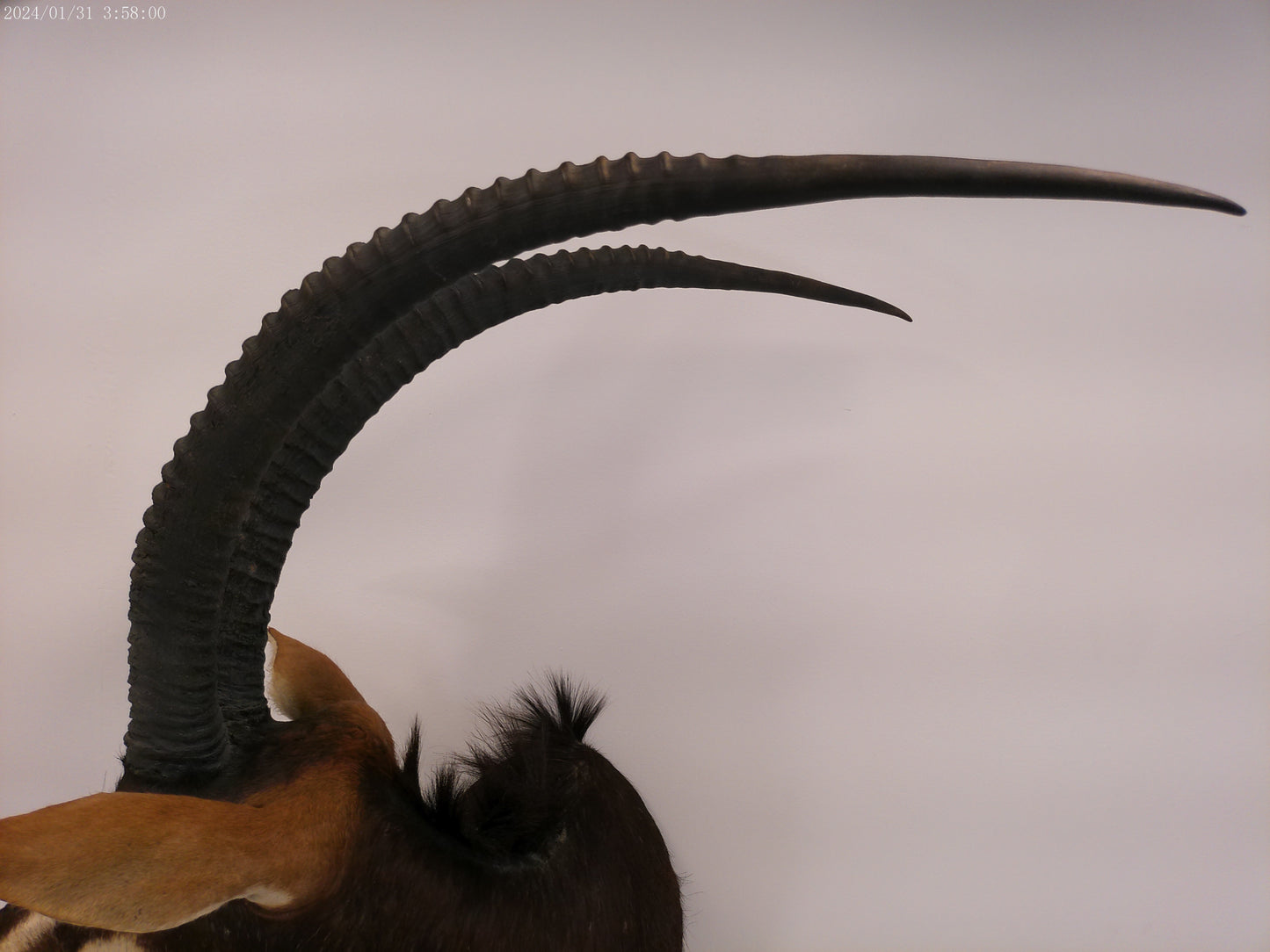 African Sable Antilope Head Mount Taxidermy