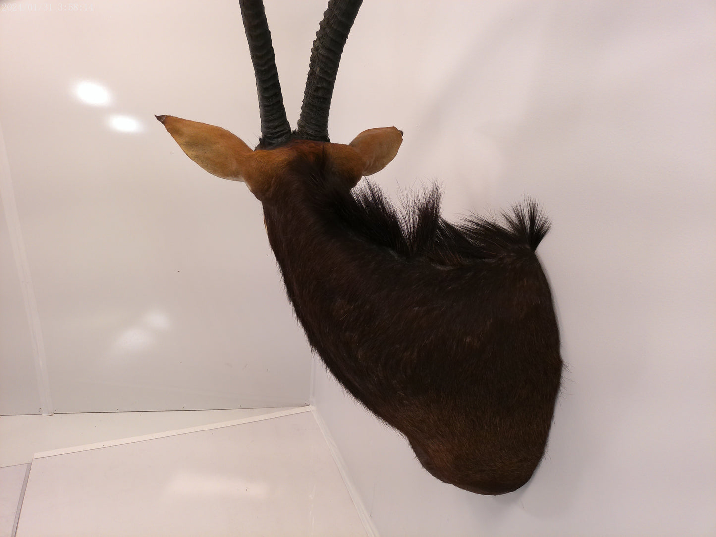African Sable Antelope Taxidermy Shoulder Mount Taxidermy