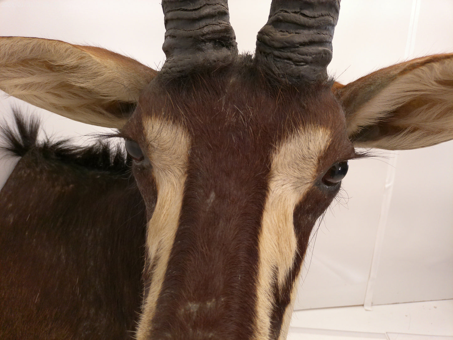 African Sable Antilope Head Mount Taxidermy