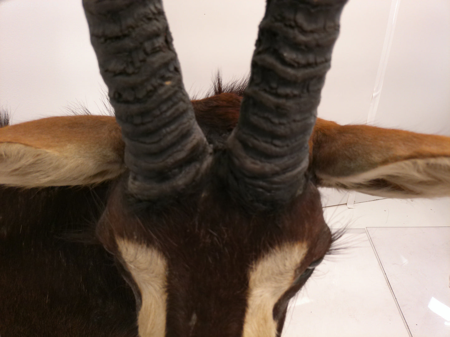 African Sable Antelope Taxidermy Shoulder Mount Taxidermy