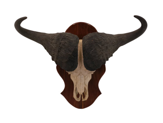 African Africa Cape Buffalo with large horns mounted