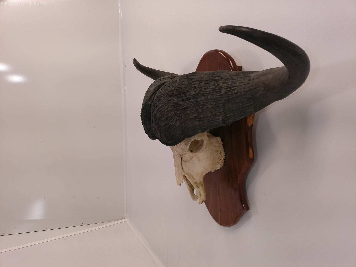 African Africa Cape Buffalo with large horns mounted