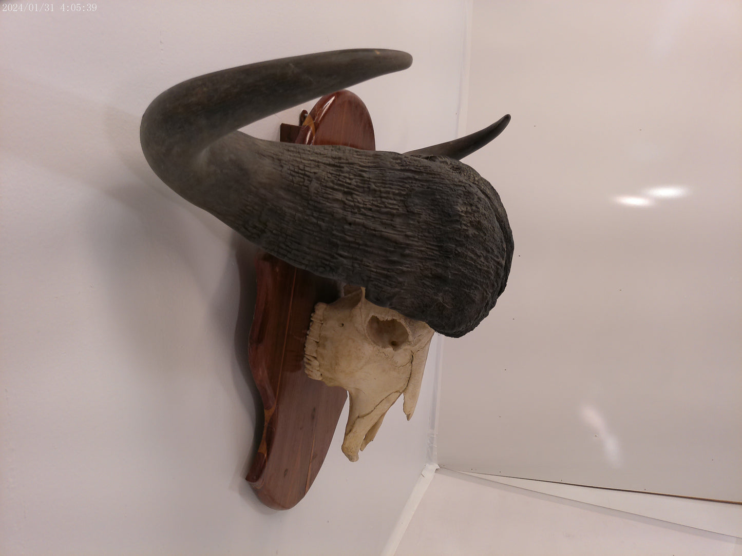 African Africa Cape Buffalo with large horns mounted