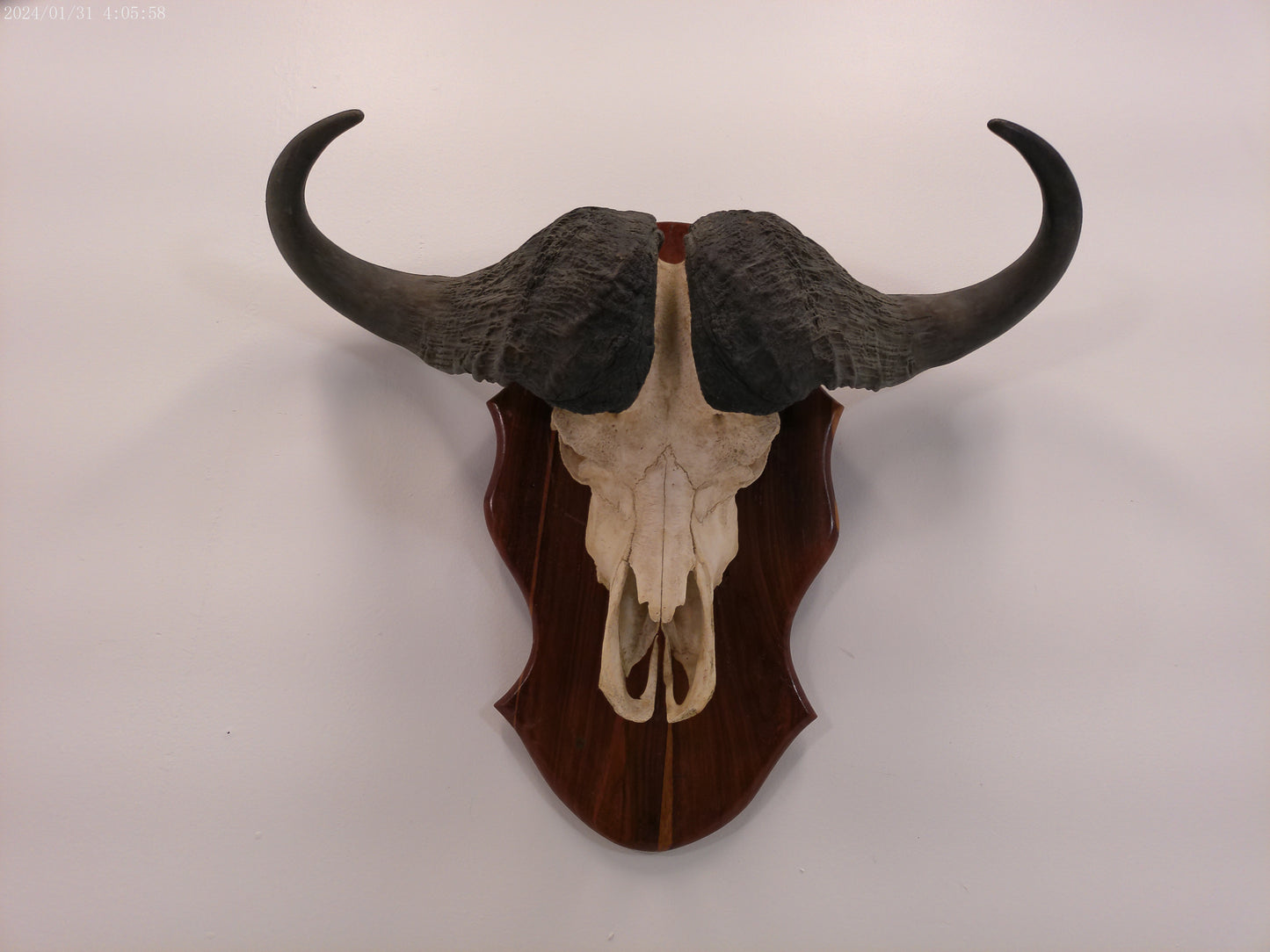 African Africa Cape Buffalo with large horns mounted