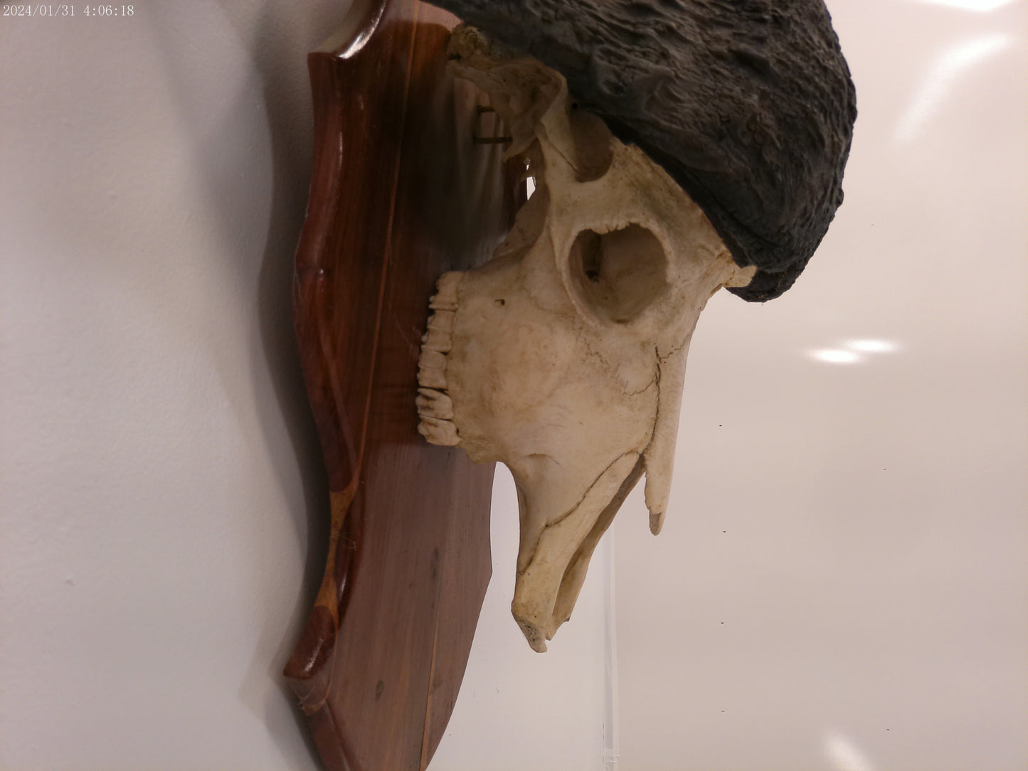 African Africa Cape Buffalo with large horns mounted
