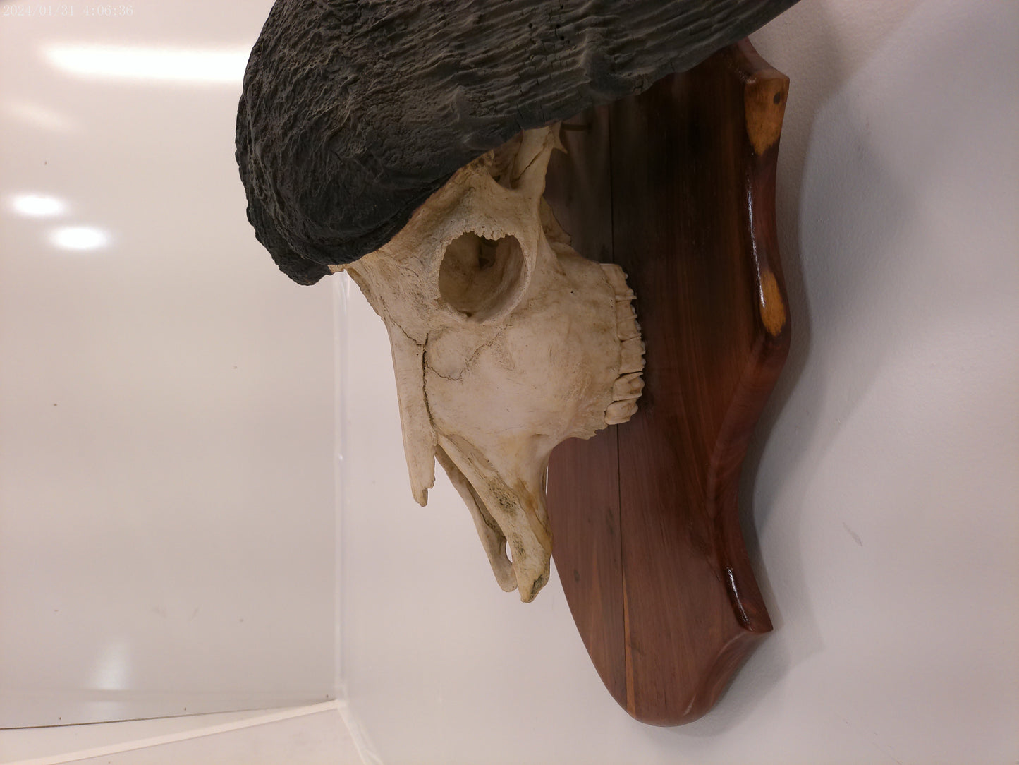 African Africa Cape Buffalo with large horns mounted