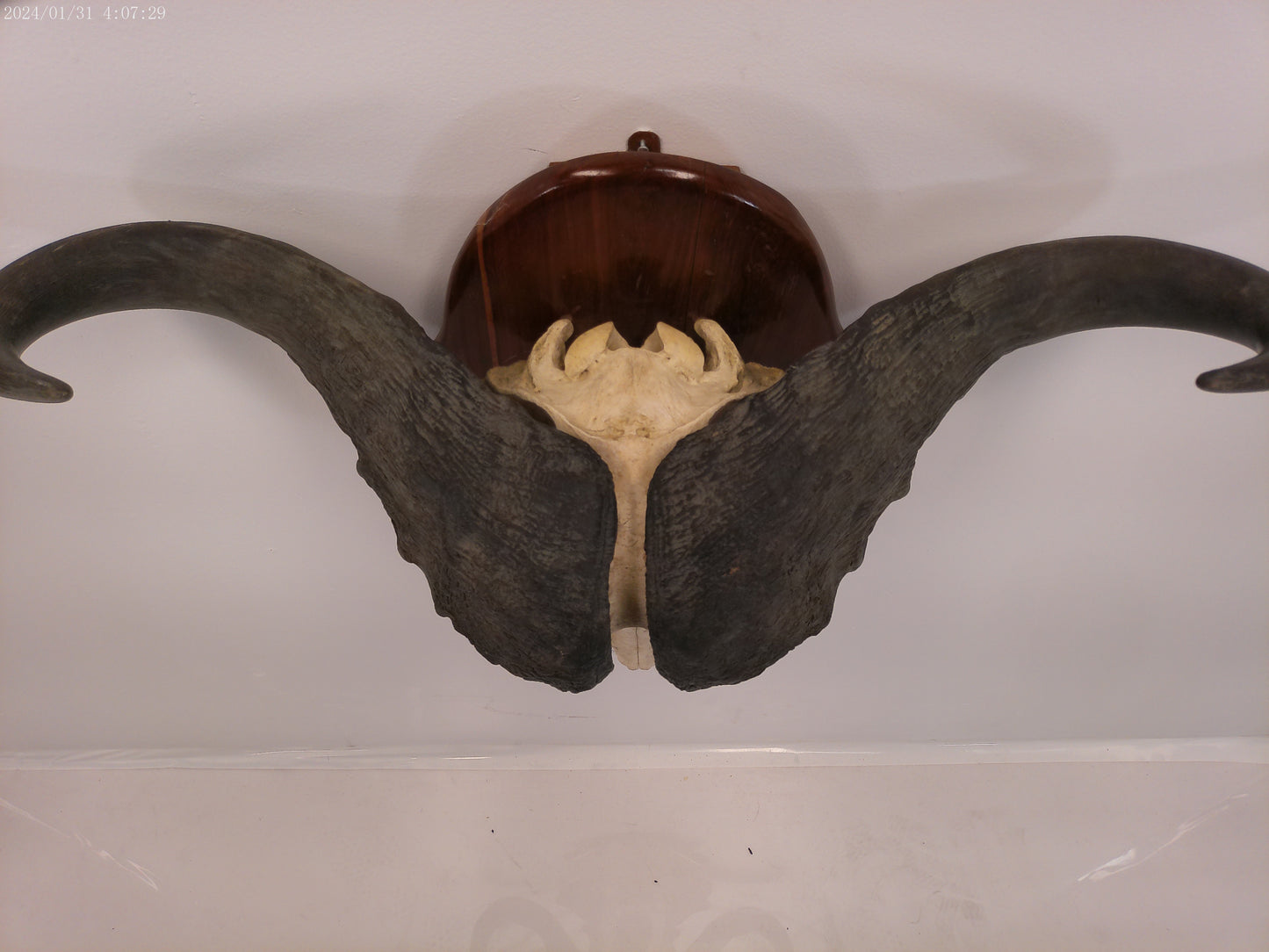 African Africa Cape Buffalo with large horns mounted
