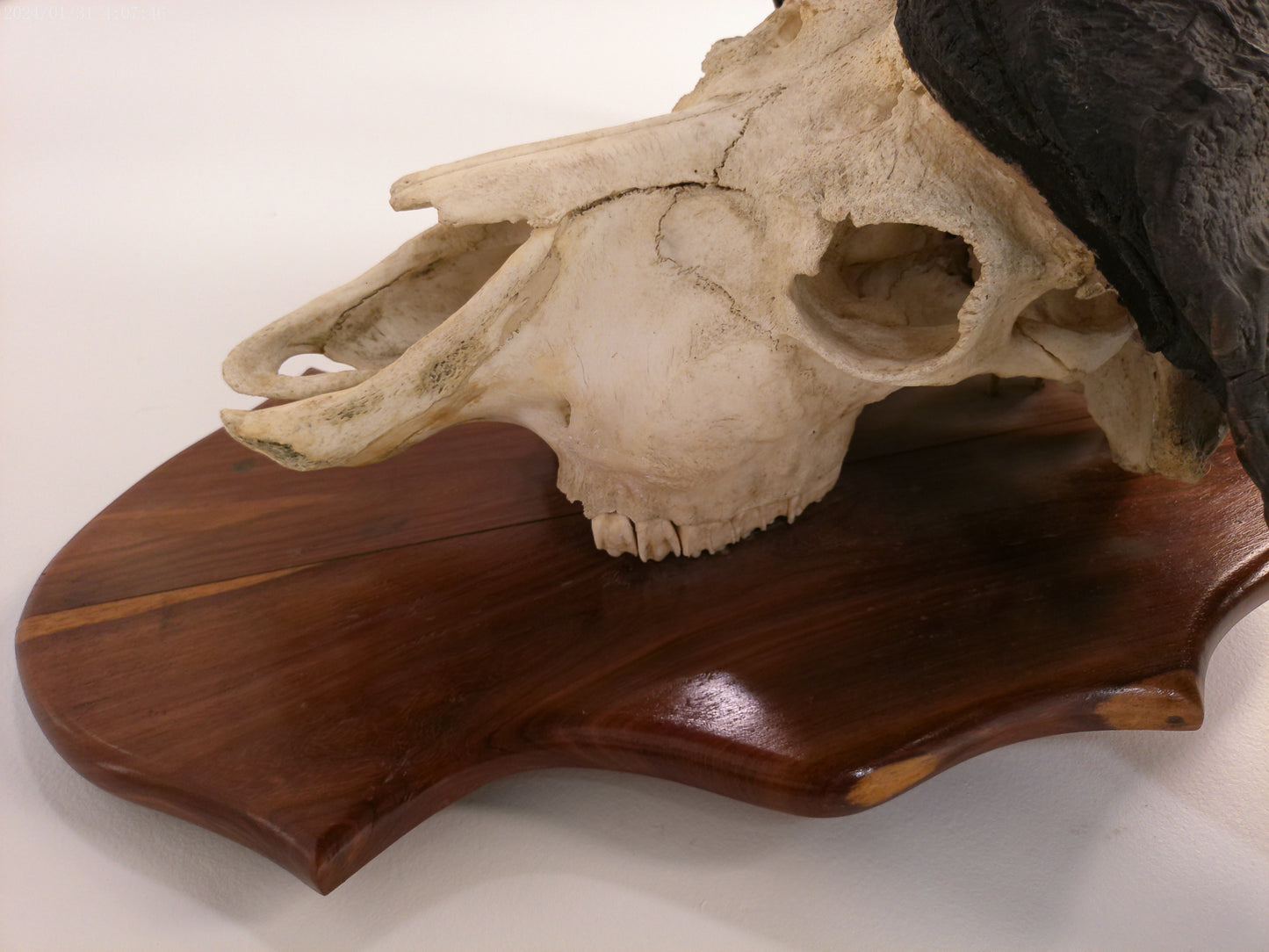 African Africa Cape Buffalo with large horns mounted