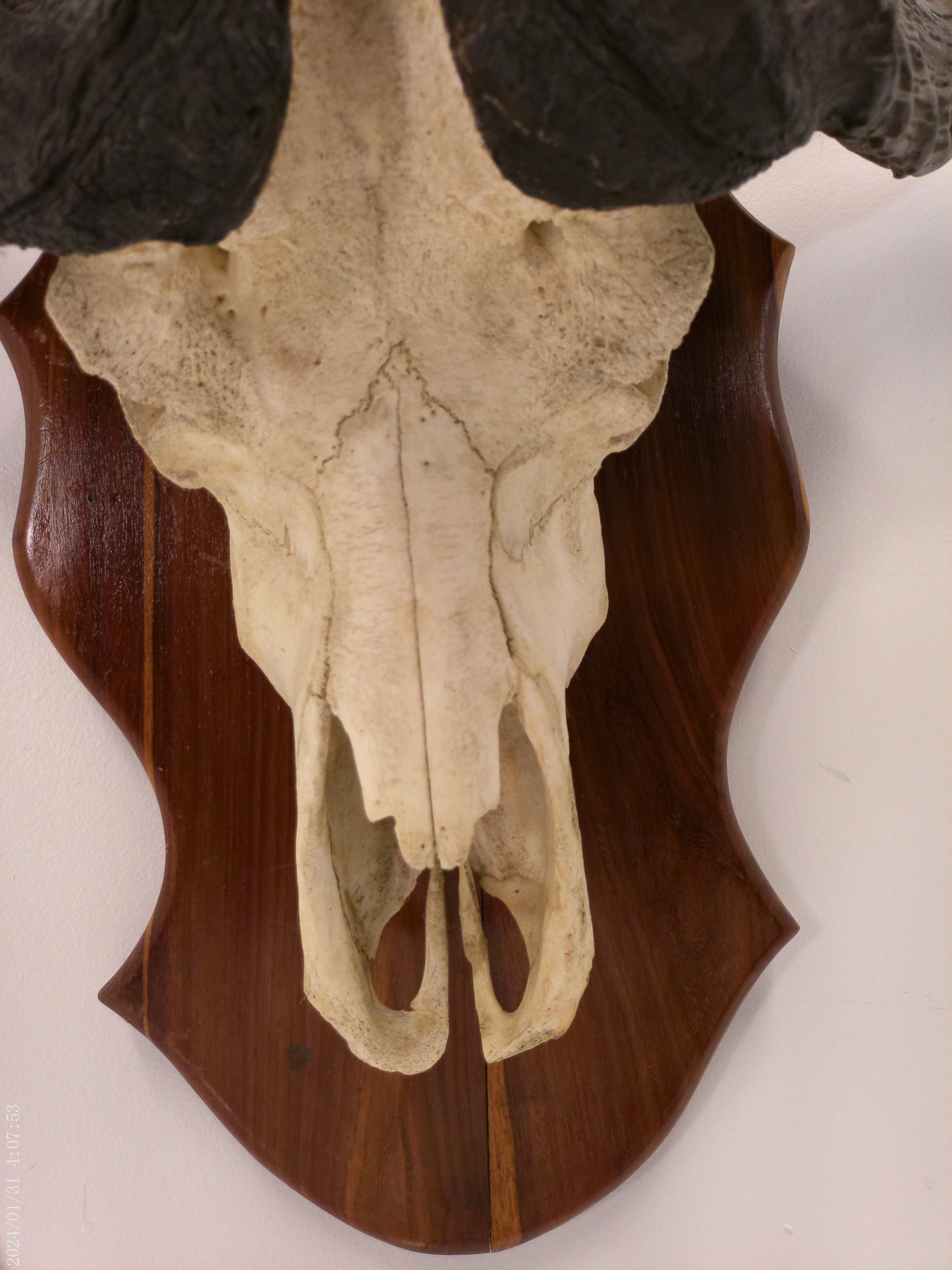 African Africa Cape Buffalo with large horns mounted