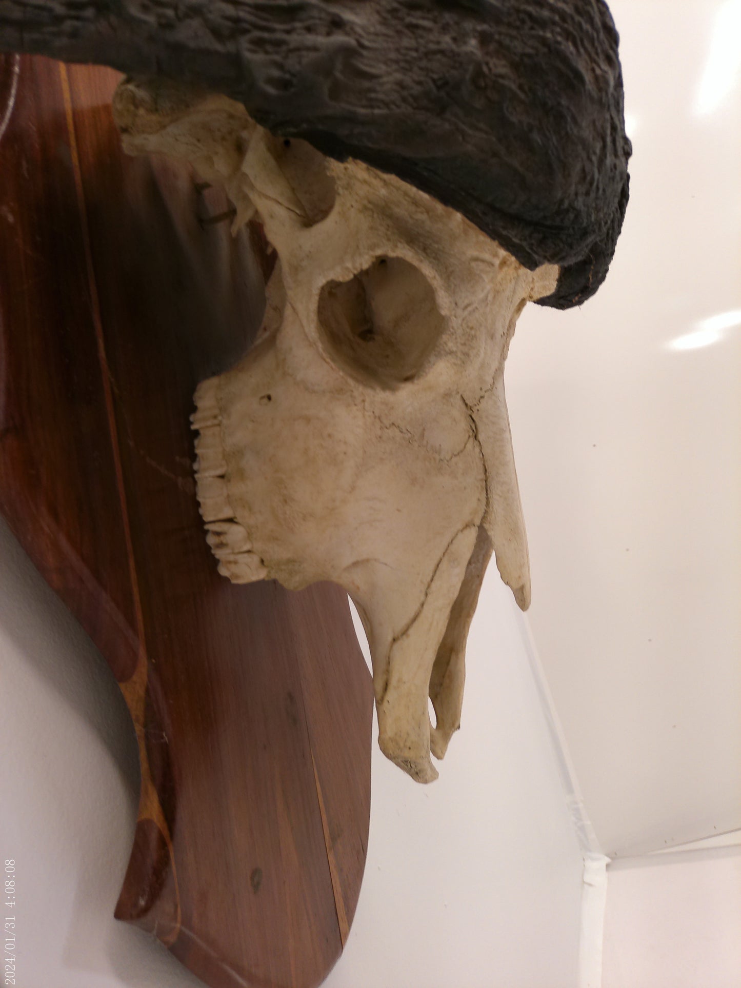 African Africa Cape Buffalo with large horns mounted