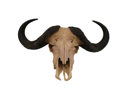 AFRICAN CAPE Buffalo with large horns #3