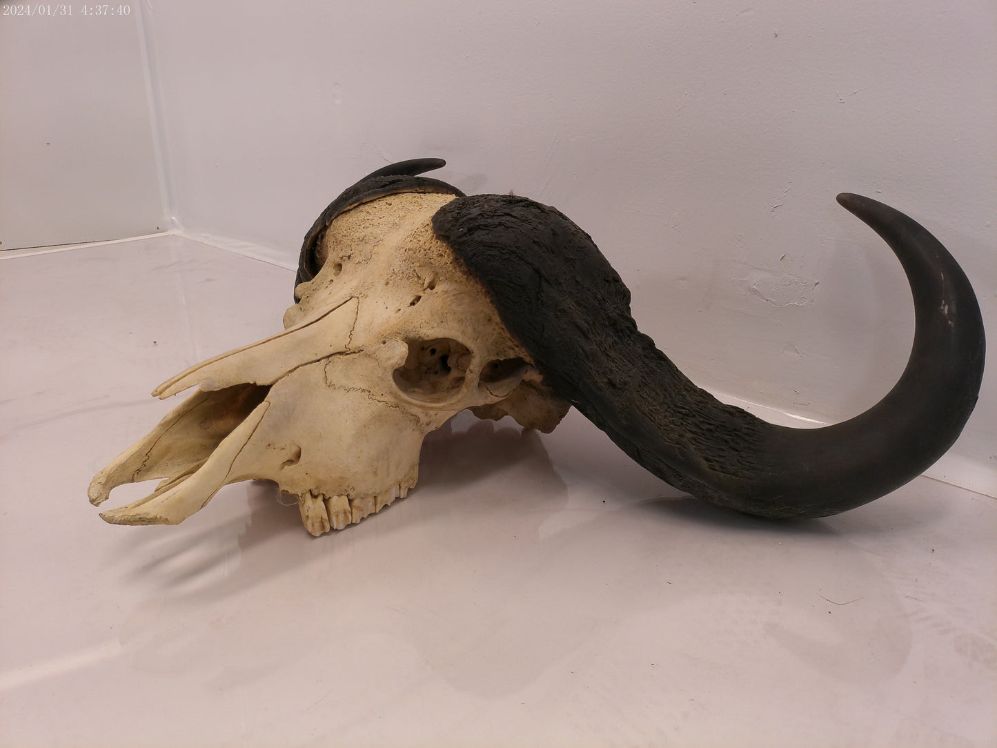 AFRICAN CAPE Buffalo with large horns #3