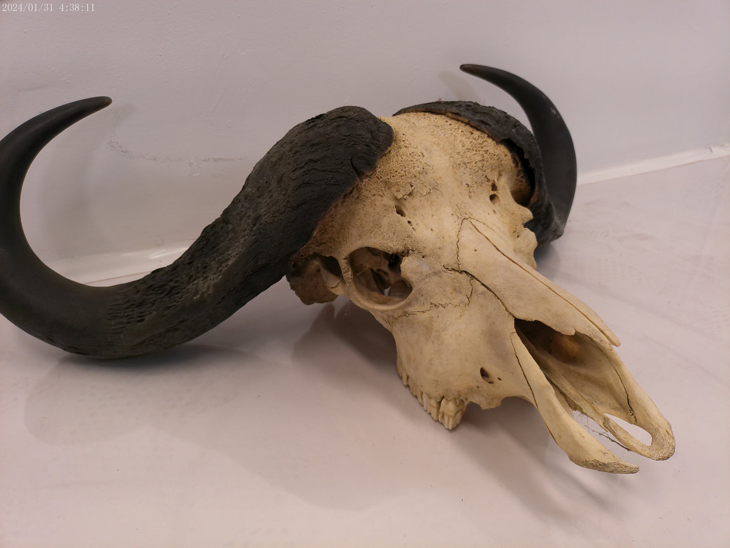 AFRICAN CAPE Buffalo with large horns #3