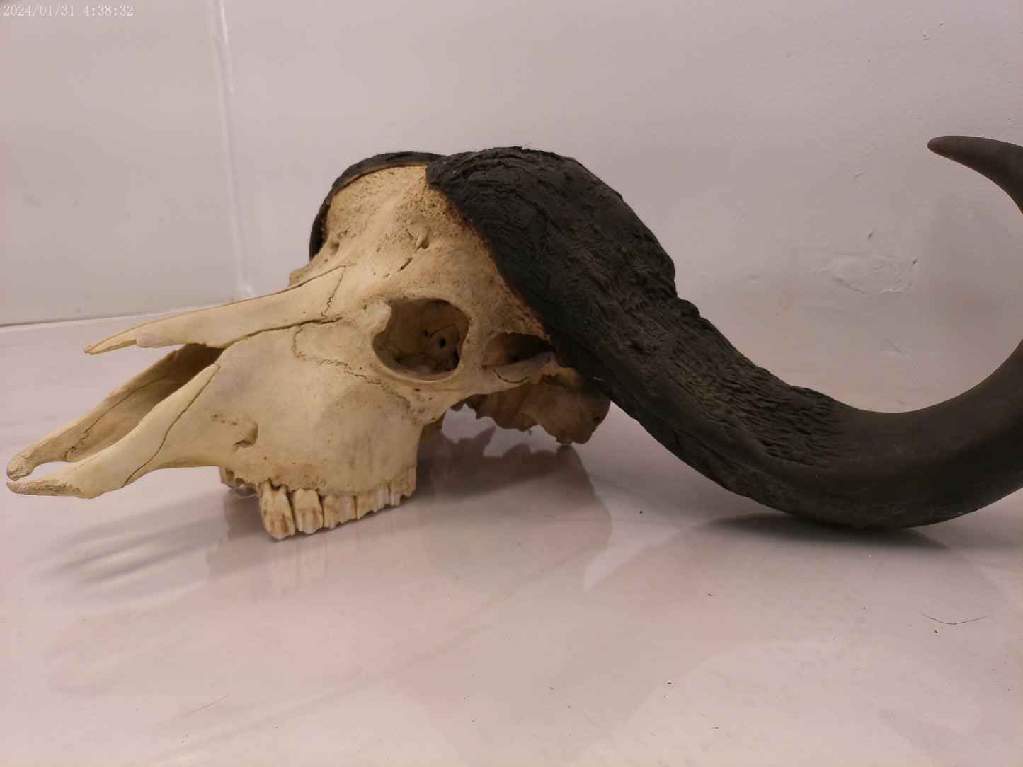 AFRICAN CAPE Buffalo with large horns #3