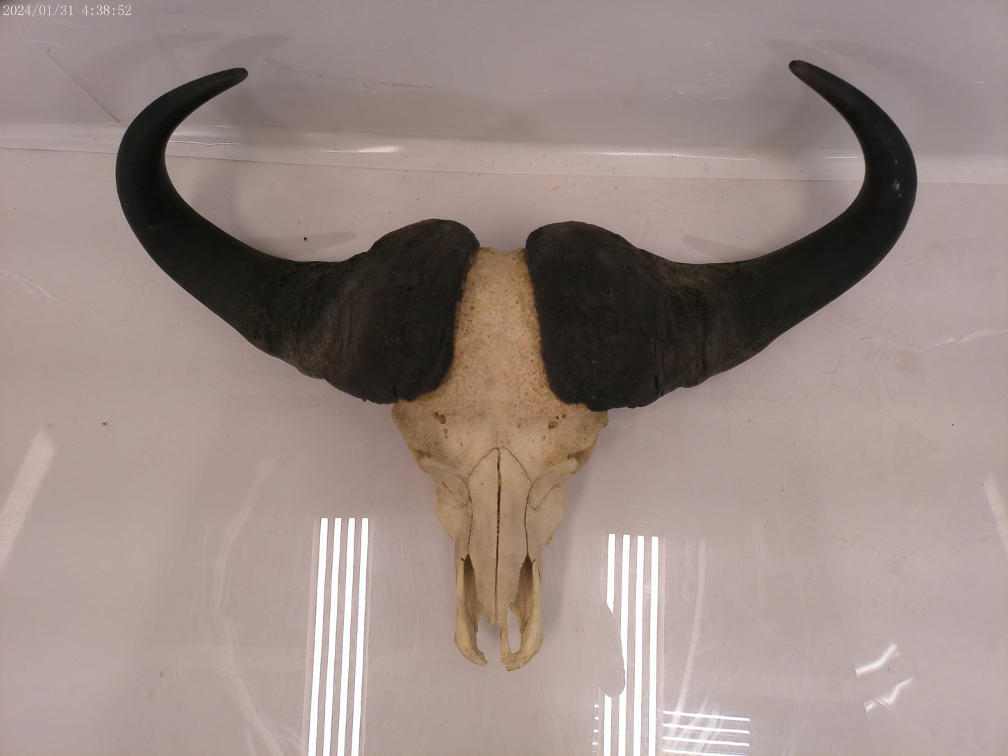 AFRICAN CAPE Buffalo with large horns #3