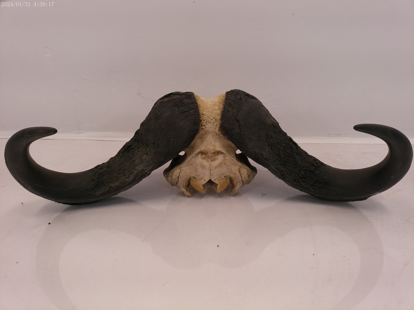 AFRICAN CAPE Buffalo with large horns #3