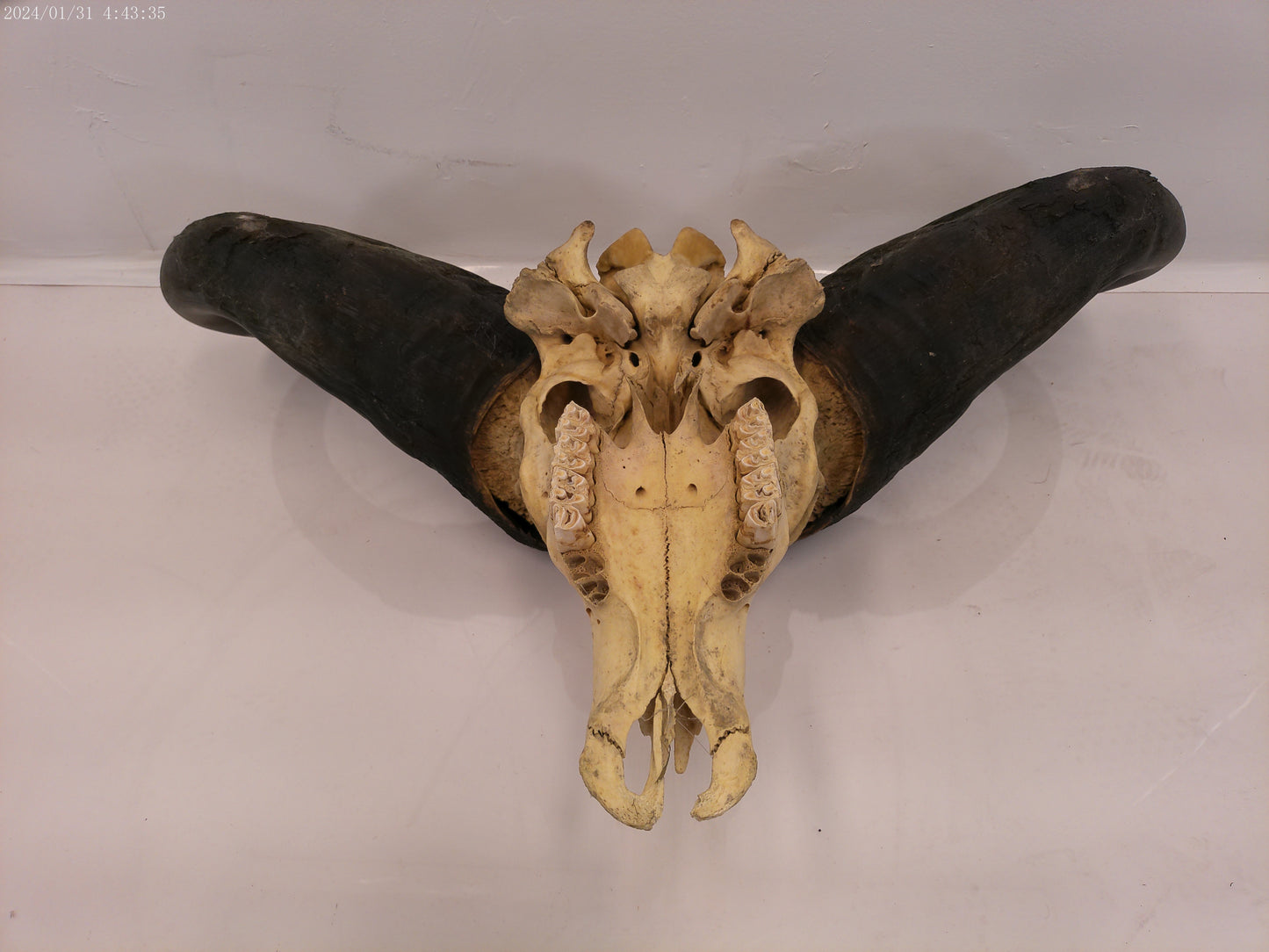 AFRICAN CAPE Buffalo with large horns #3