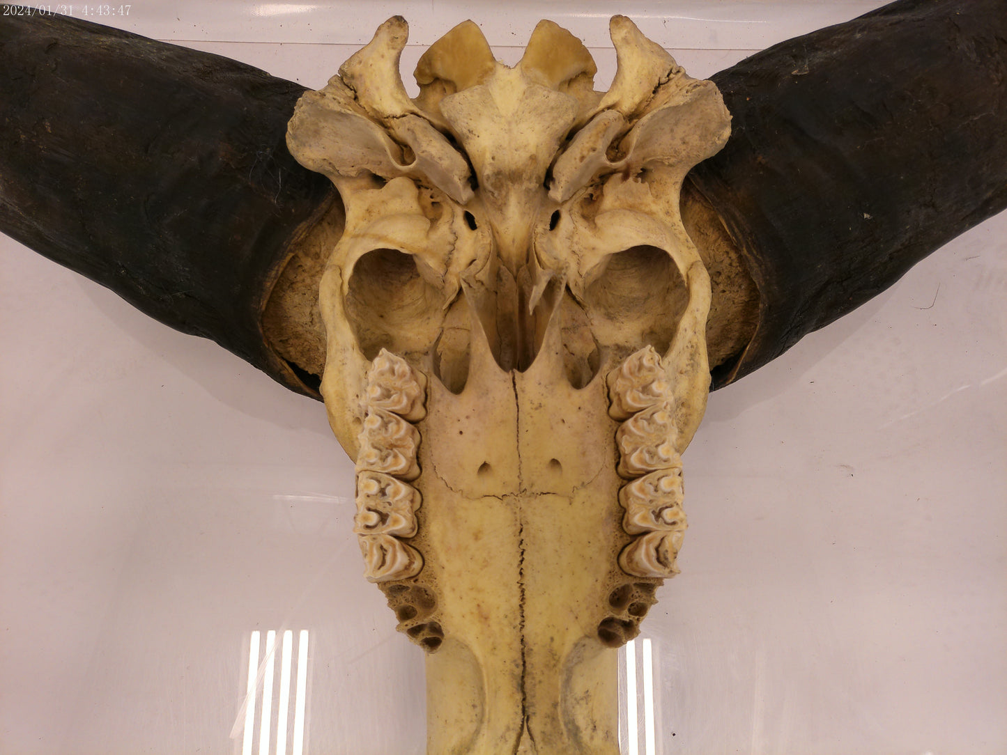 AFRICAN CAPE Buffalo with large horns #3