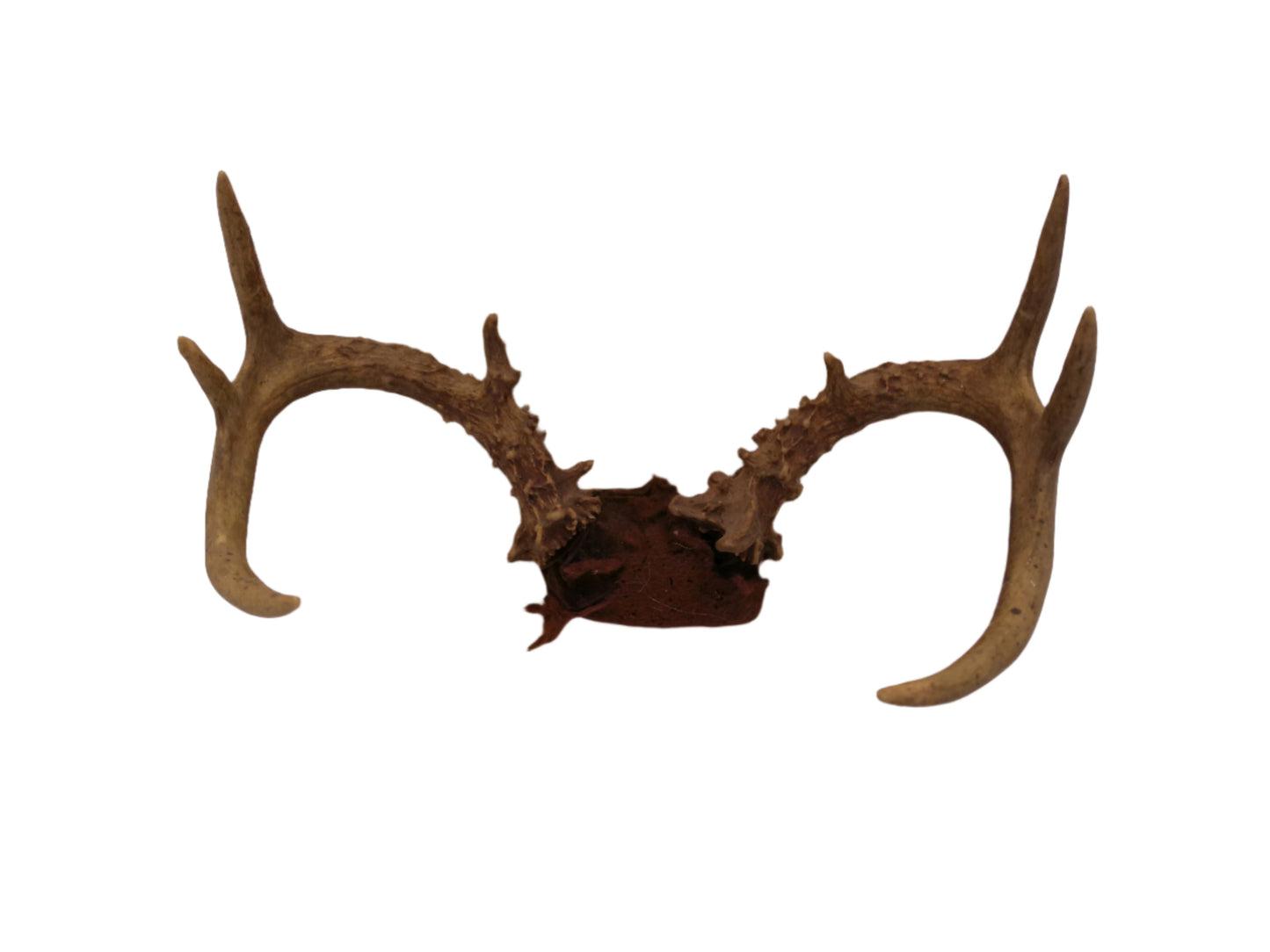 Deer Antlers and Mounted Deer Skull, 6 Point, 1970s taxidermy