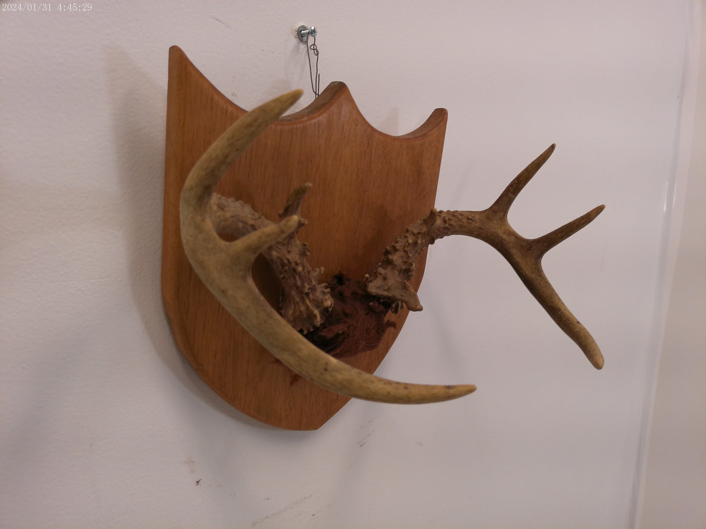 Deer Antlers and Mounted Deer Skull, 6 Point, 1970s taxidermy