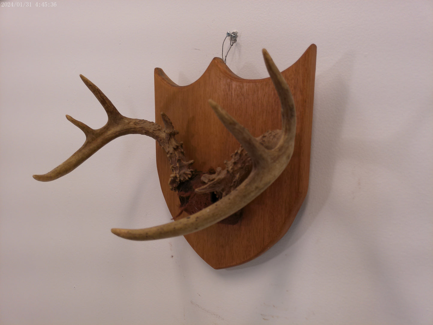 Deer Antlers and Mounted Deer Skull, 6 Point, 1970s taxidermy