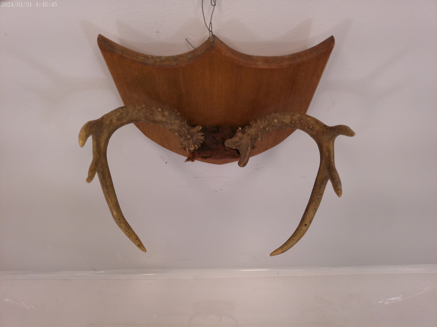 Deer Antlers and Mounted Deer Skull, 6 Point, 1970s taxidermy