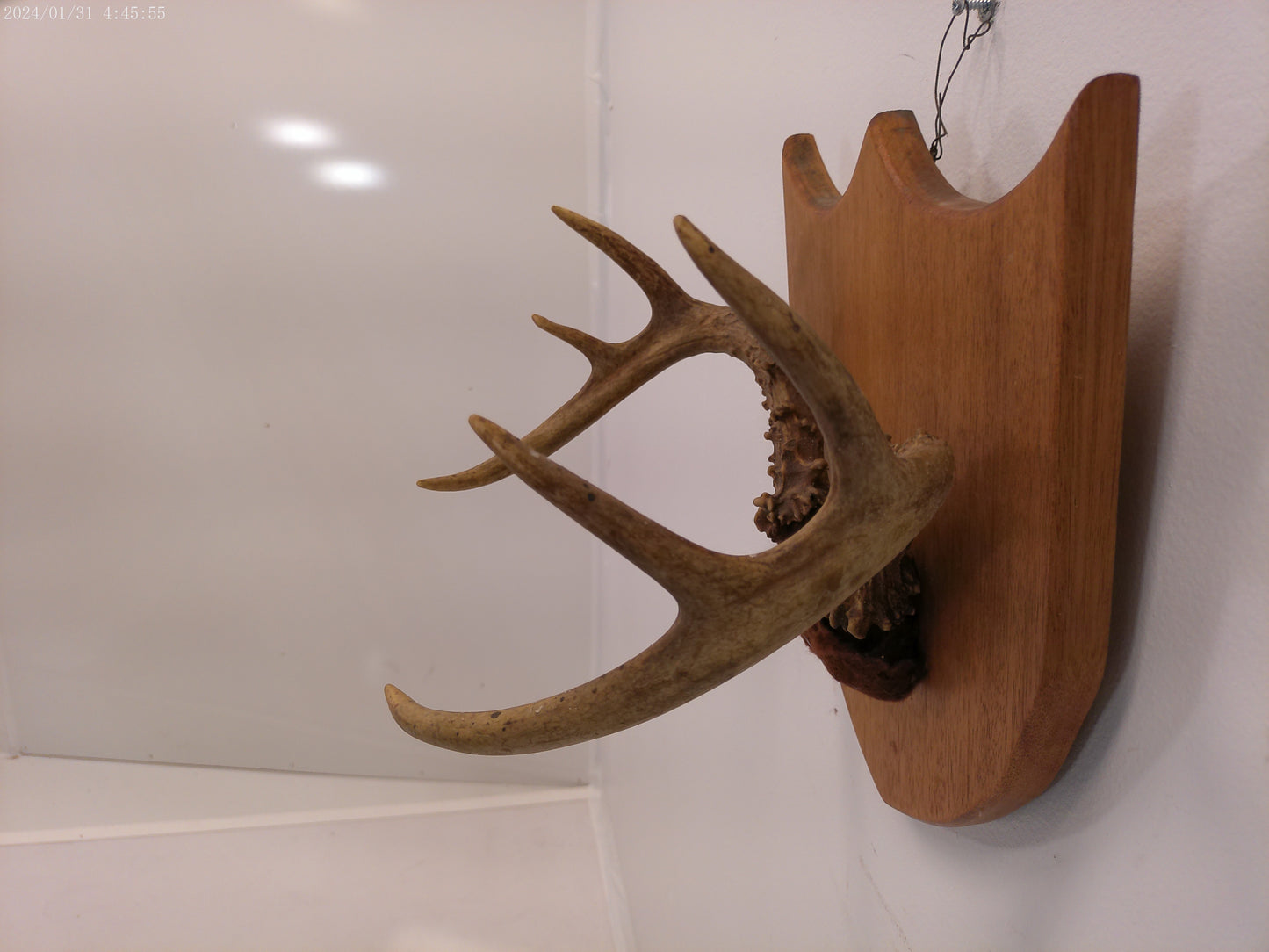 Deer Antlers and Mounted Deer Skull, 6 Point, 1970s taxidermy