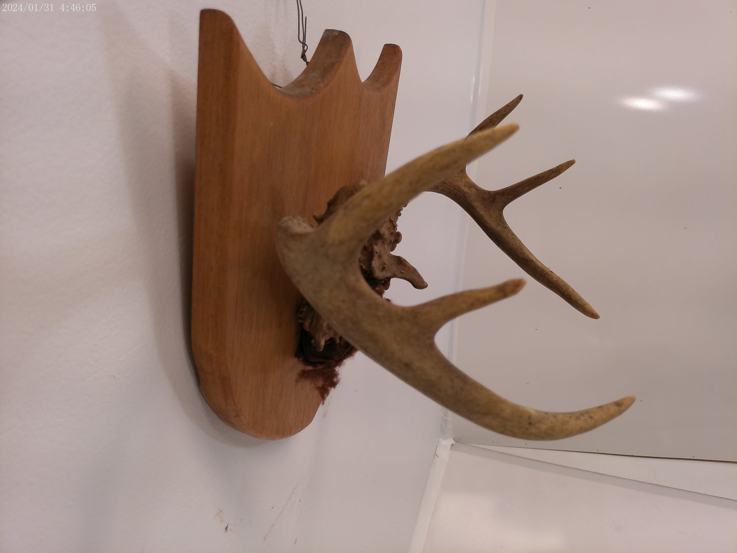 Deer Antlers and Mounted Deer Skull, 6 Point, 1970s taxidermy
