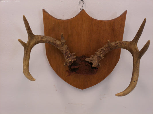 Deer Antlers and Mounted Deer Skull, 6 Point, 1970s taxidermy