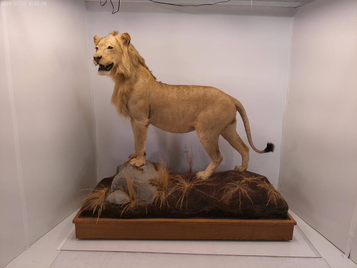 1 African Full Body Male Lion Taxidermy