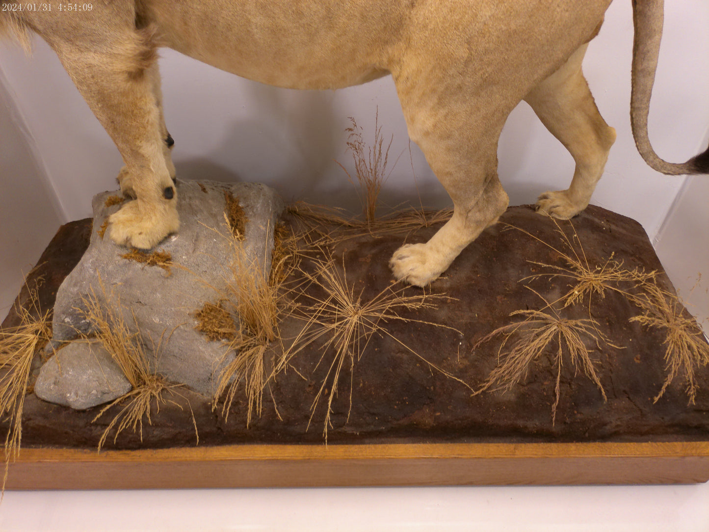 1 African Full Body Male Lion Taxidermy