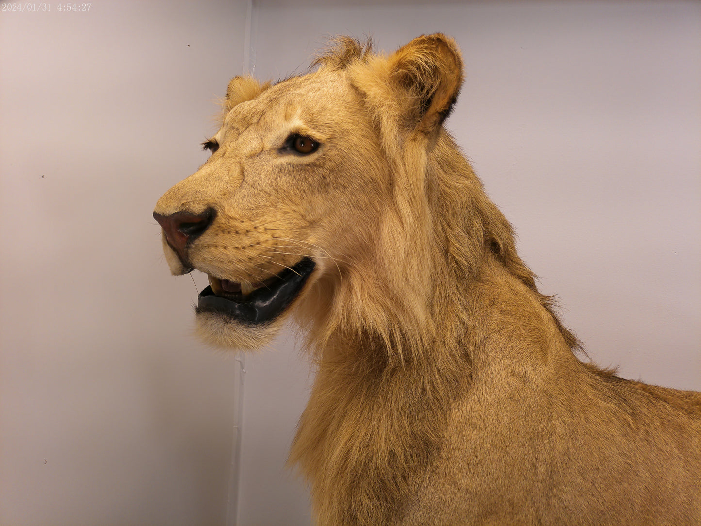 1 African Full Body Male Lion Taxidermy