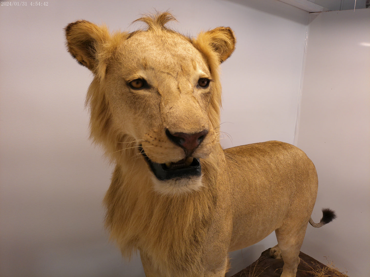 1 African Full Body Male Lion Taxidermy