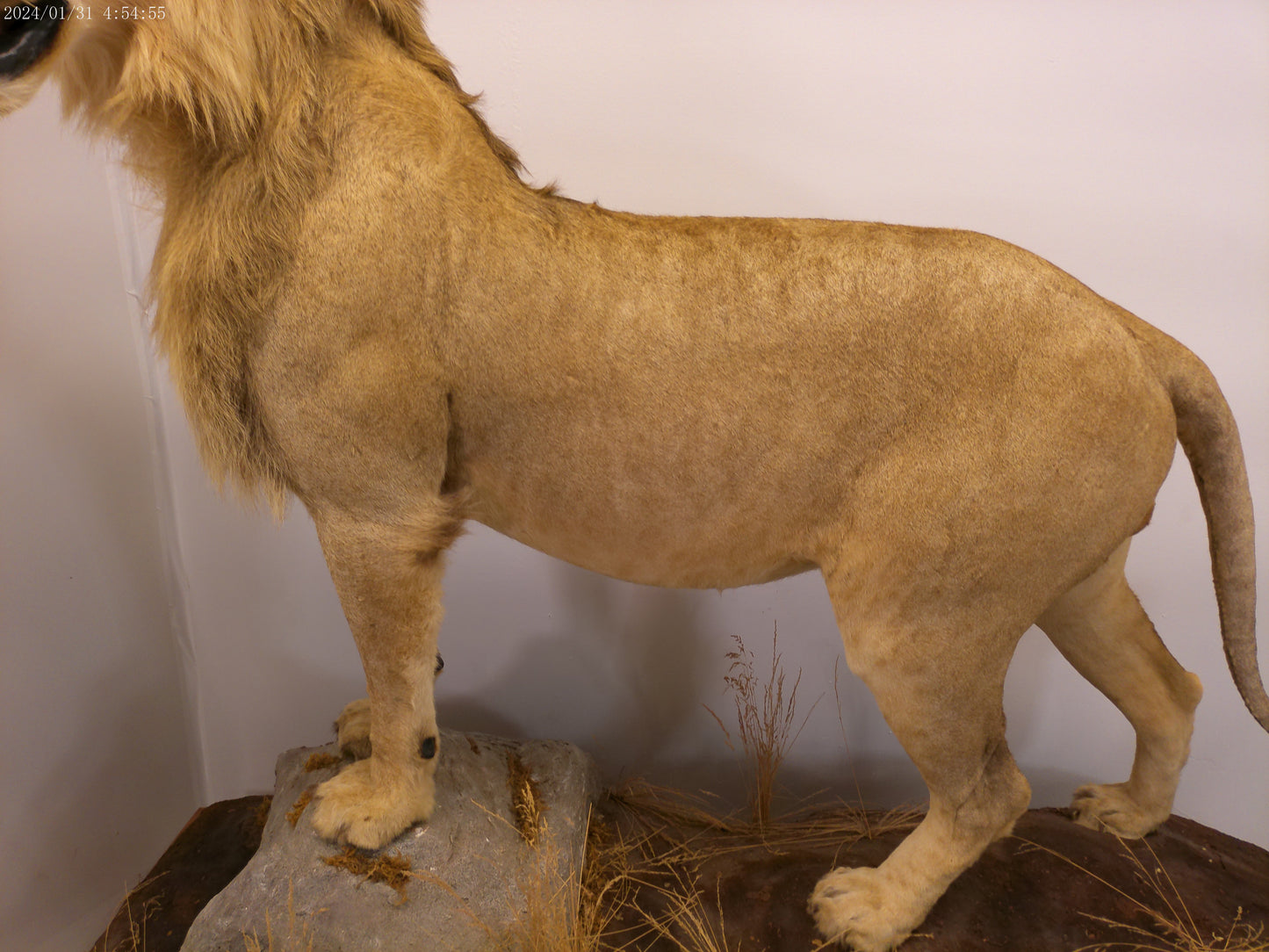 1 African Full Body Male Lion Taxidermy