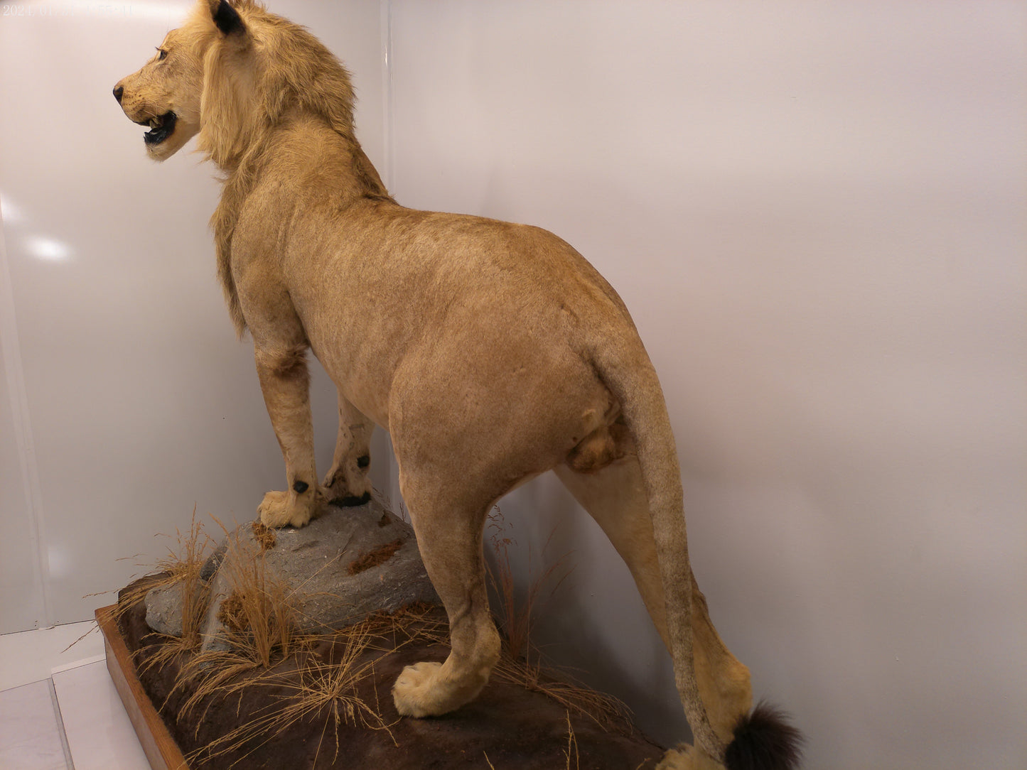 1 African Full Body Male Lion Taxidermy