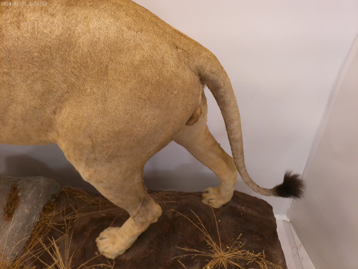 1 African Full Body Male Lion Taxidermy