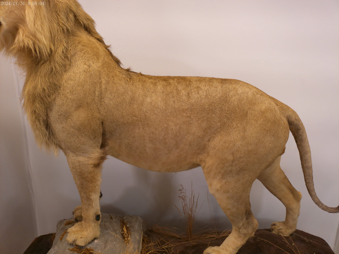 1 African Full Body Male Lion Taxidermy
