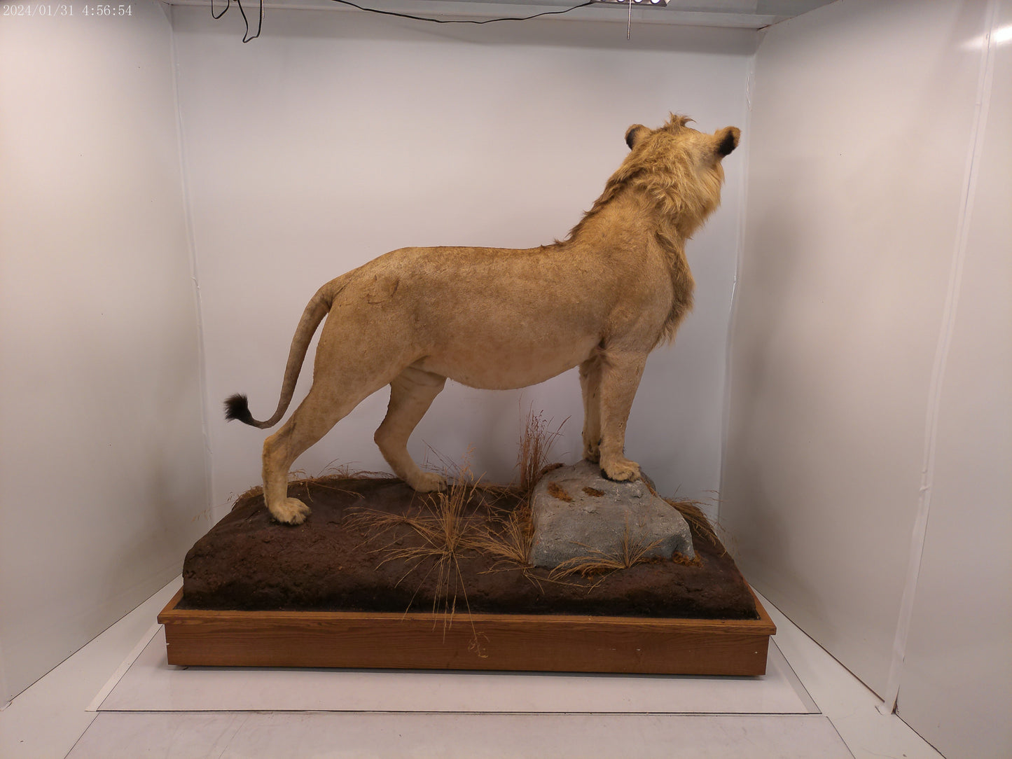 1 African Full Body Male Lion Taxidermy