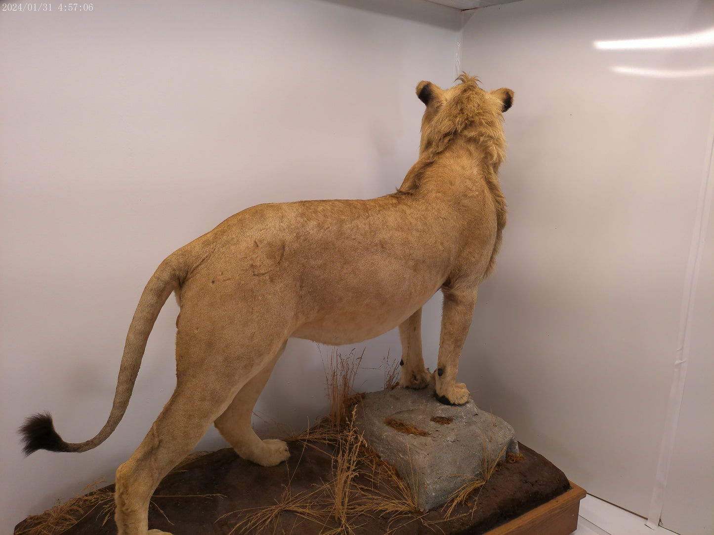 1 African Full Body Male Lion Taxidermy