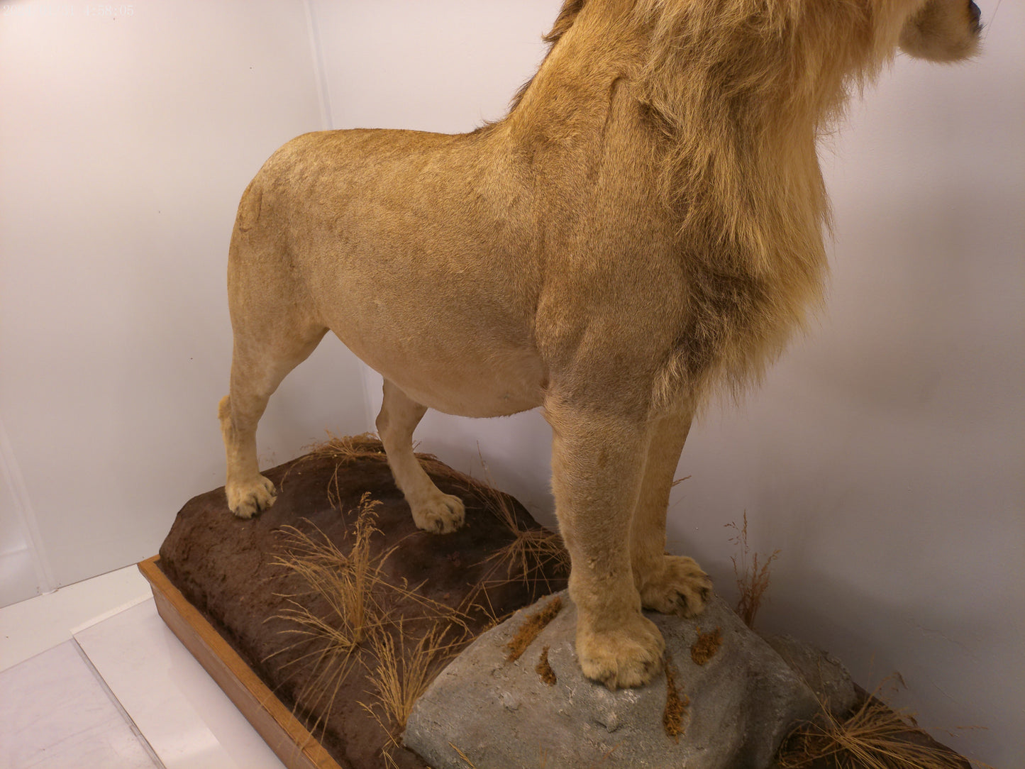 1 African Full Body Male Lion Taxidermy