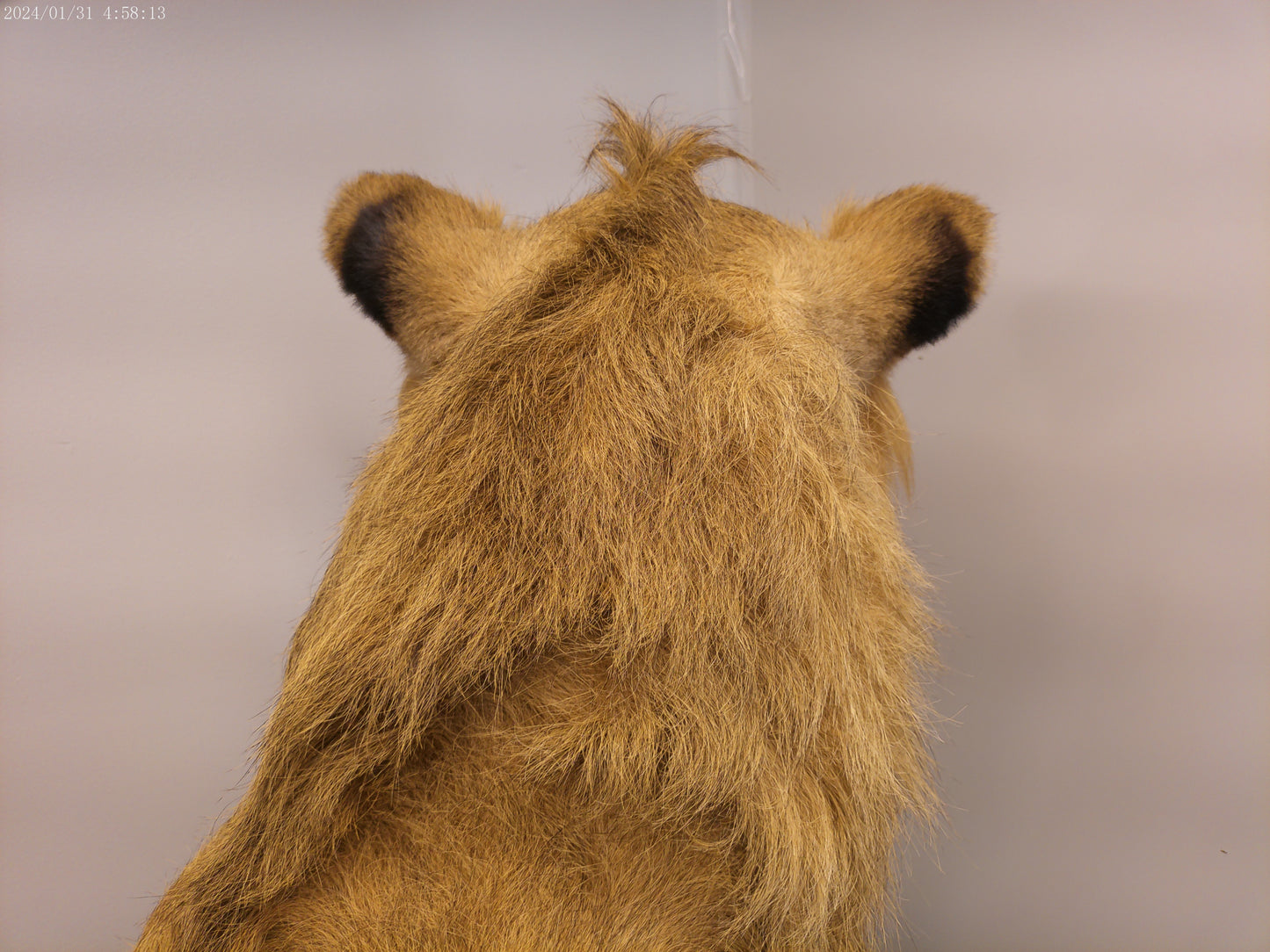 1 African Full Body Male Lion Taxidermy