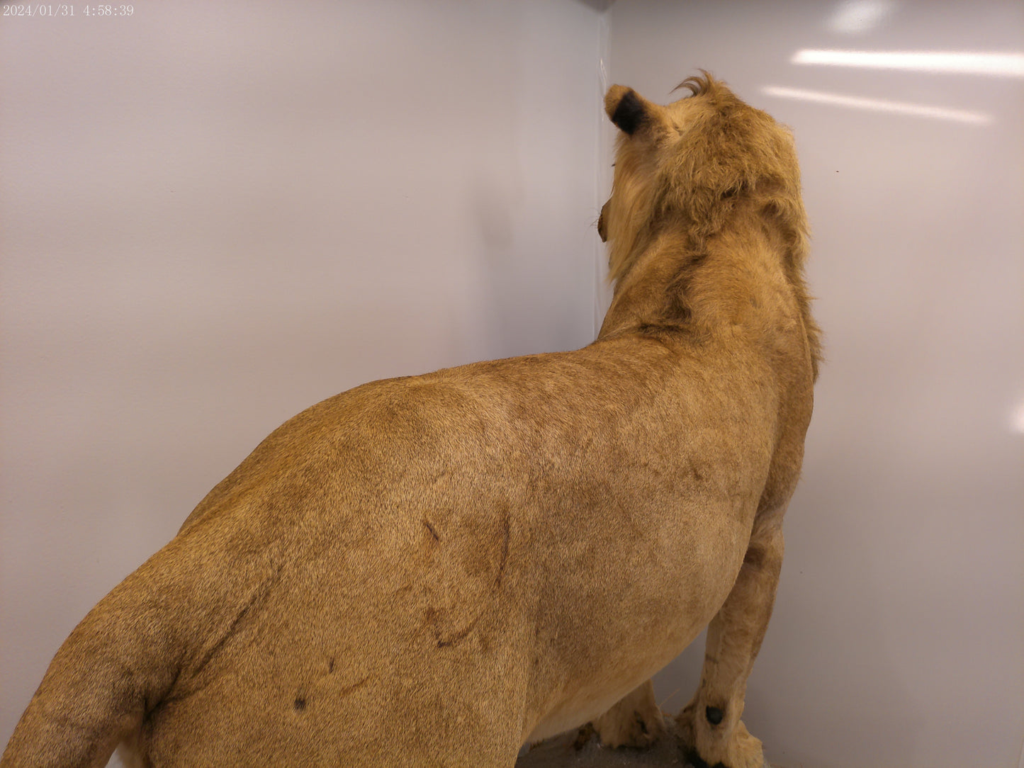 1 African Full Body Male Lion Taxidermy