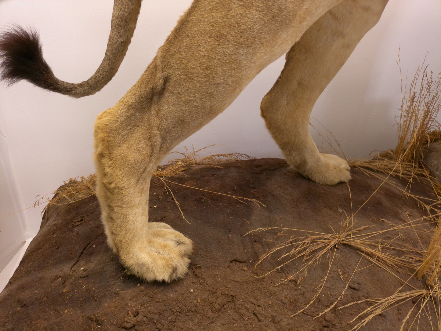 1 African Full Body Male Lion Taxidermy