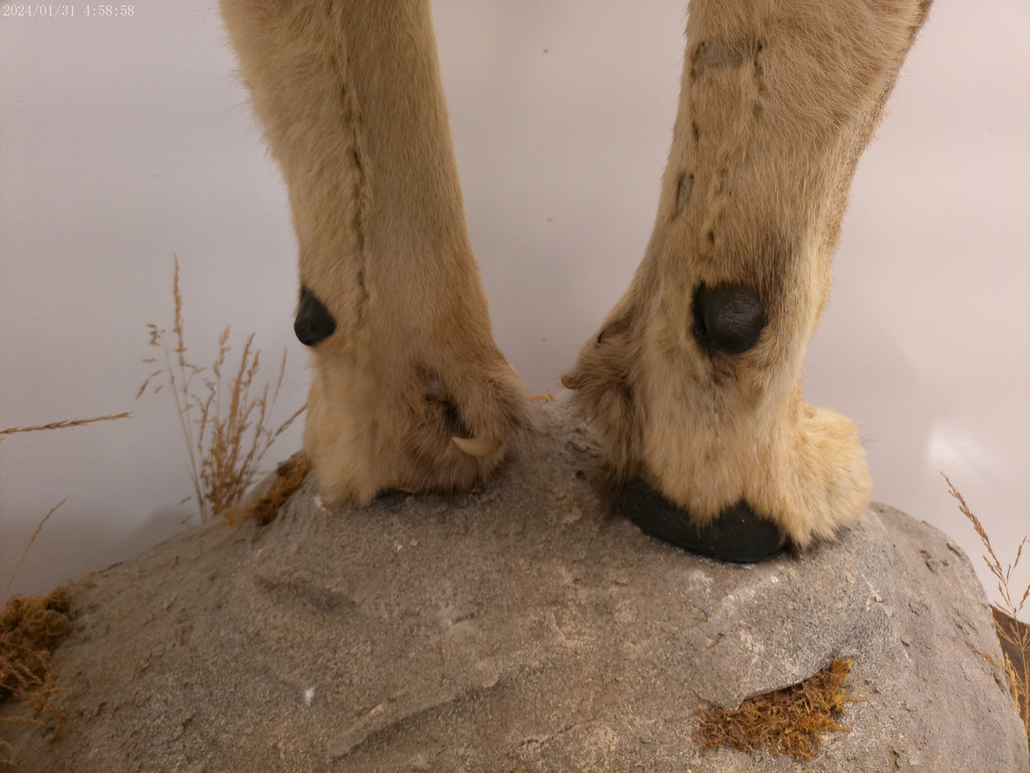 1 African Full Body Male Lion Taxidermy