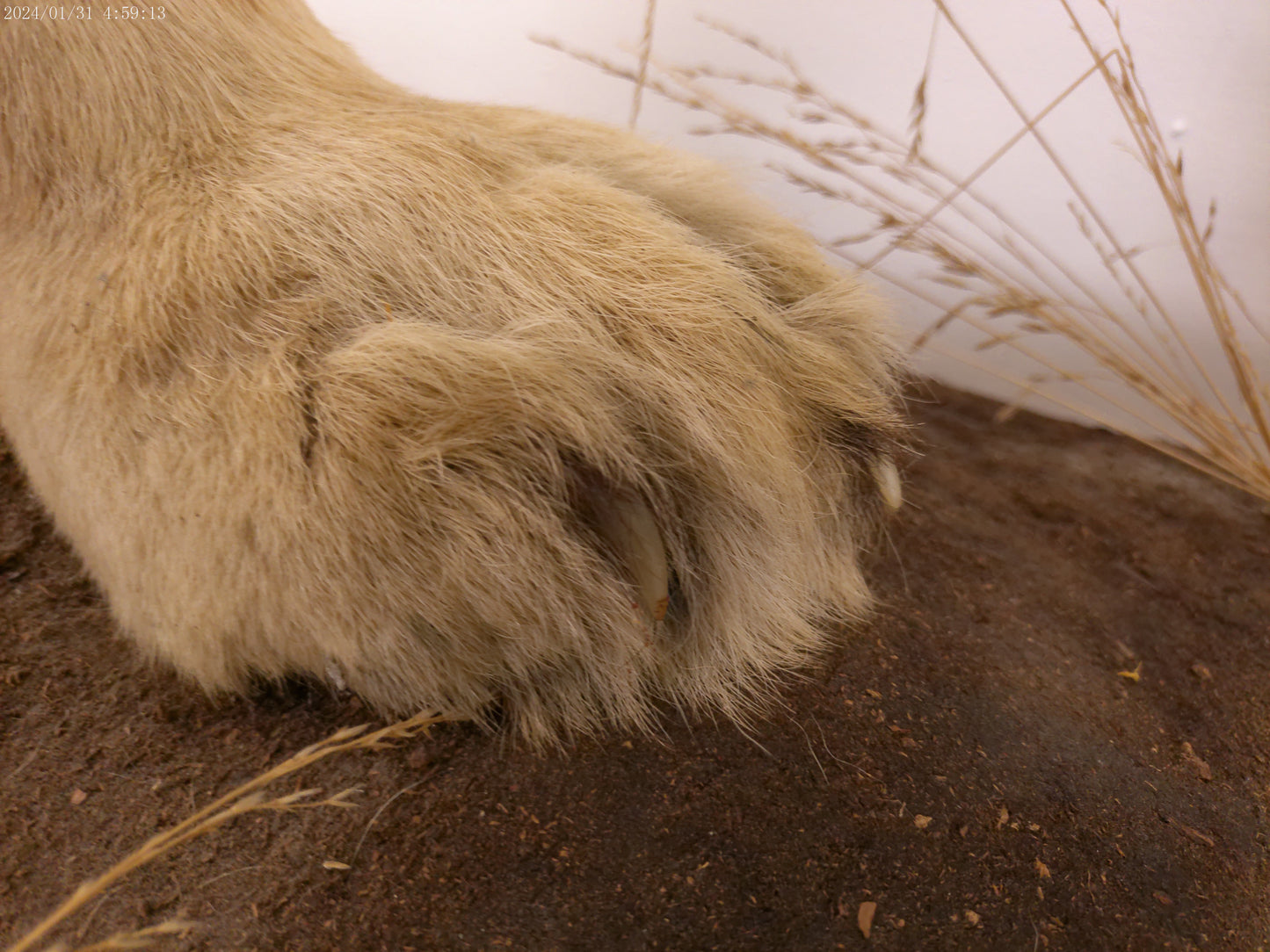 1 African Full Body Male Lion Taxidermy