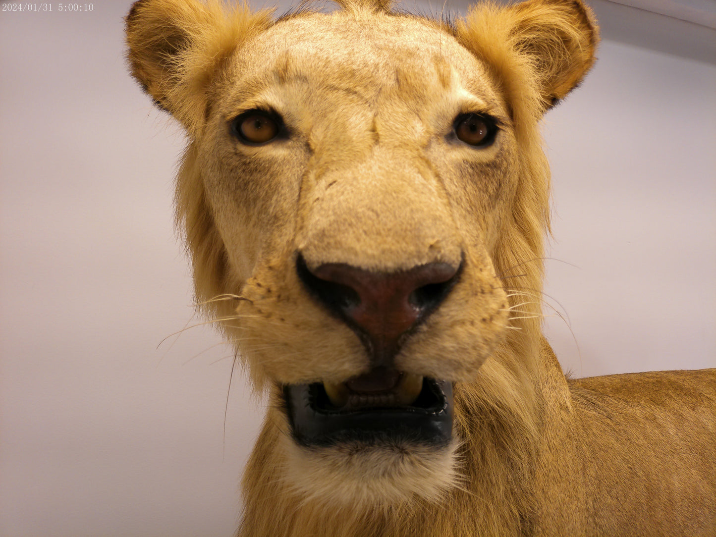 1 African Full Body Male Lion Taxidermy