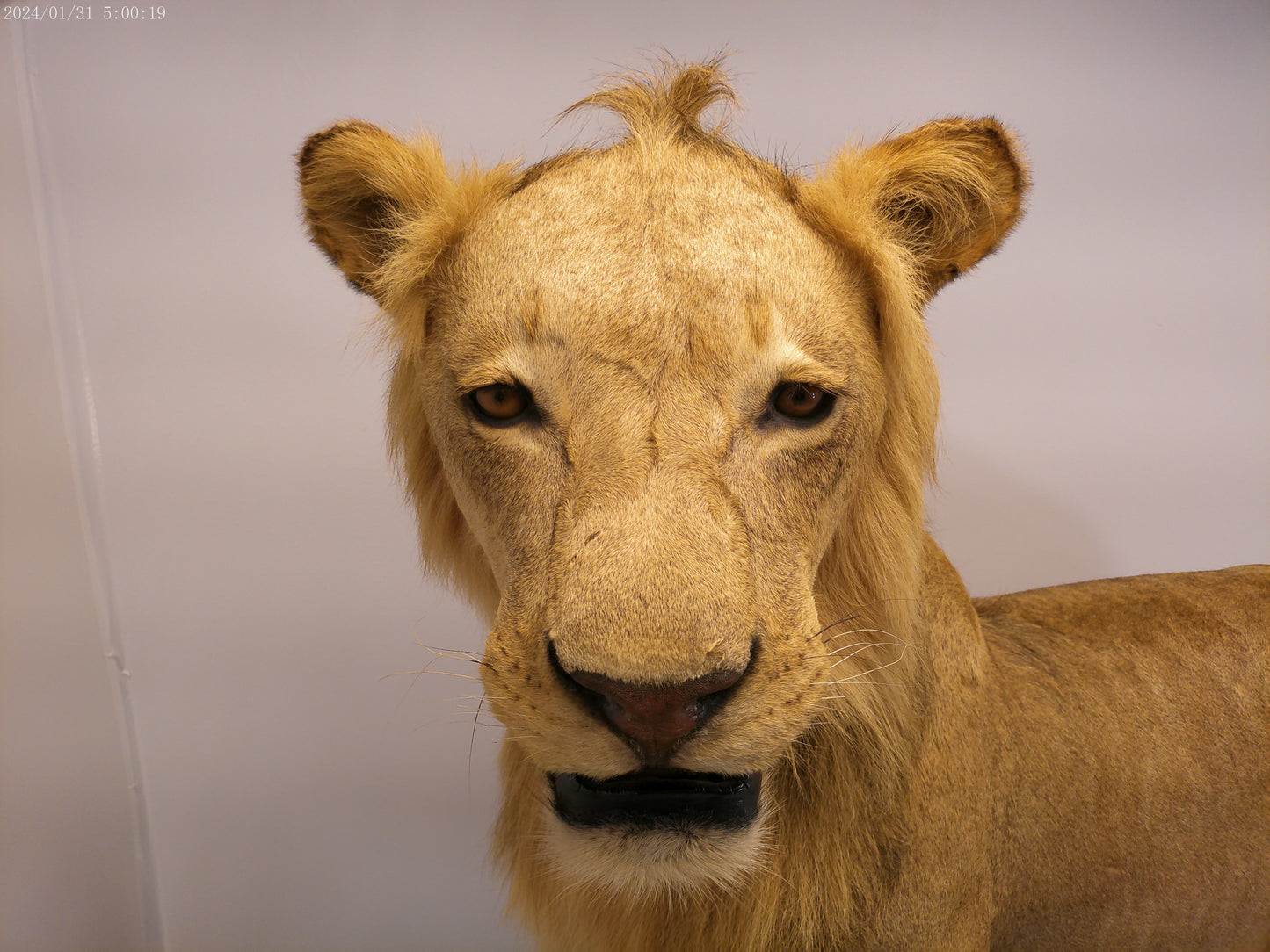 1 African Full Body Male Lion Taxidermy