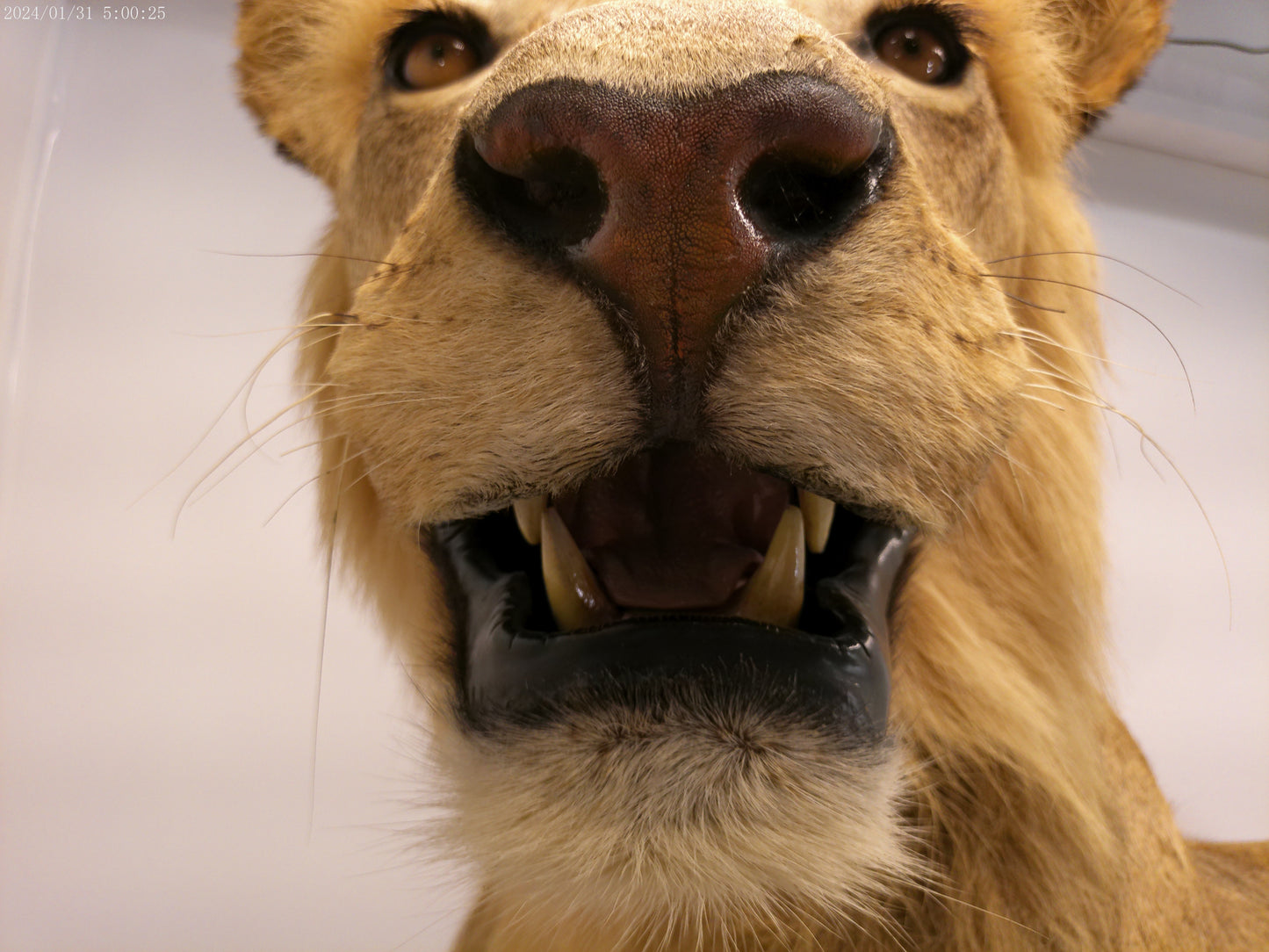 1 African Full Body Male Lion Taxidermy