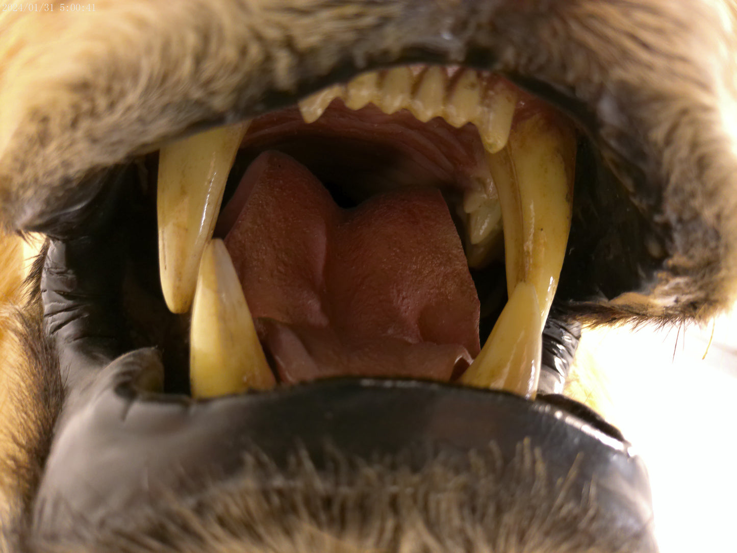 1 African Full Body Male Lion Taxidermy