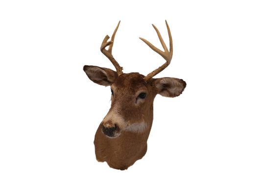 Deer Head Mount 6 Point Buck Taxidermy